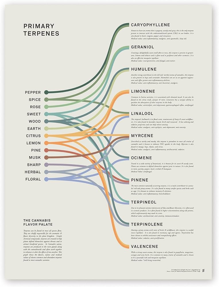  Common Terpene Profiles in Cannabis Flowers