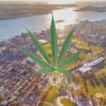 Rise Of Online Weed Delivery Services in Halifax NS - GUIDE