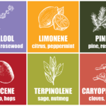 terpenes-chart