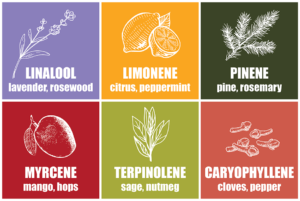 terpenes-chart